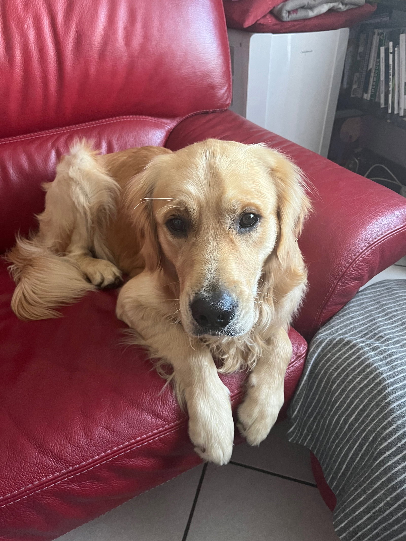 Perrine, pet sitter in Leiden, photo 2