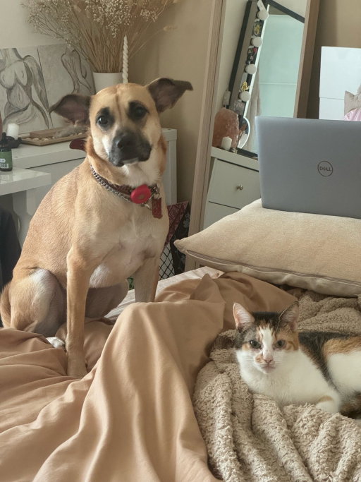 Rama, pet sitter in 's-Gravenhage, photo 3