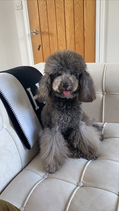 Ailin, pet sitter in Amsterdam, photo 1
