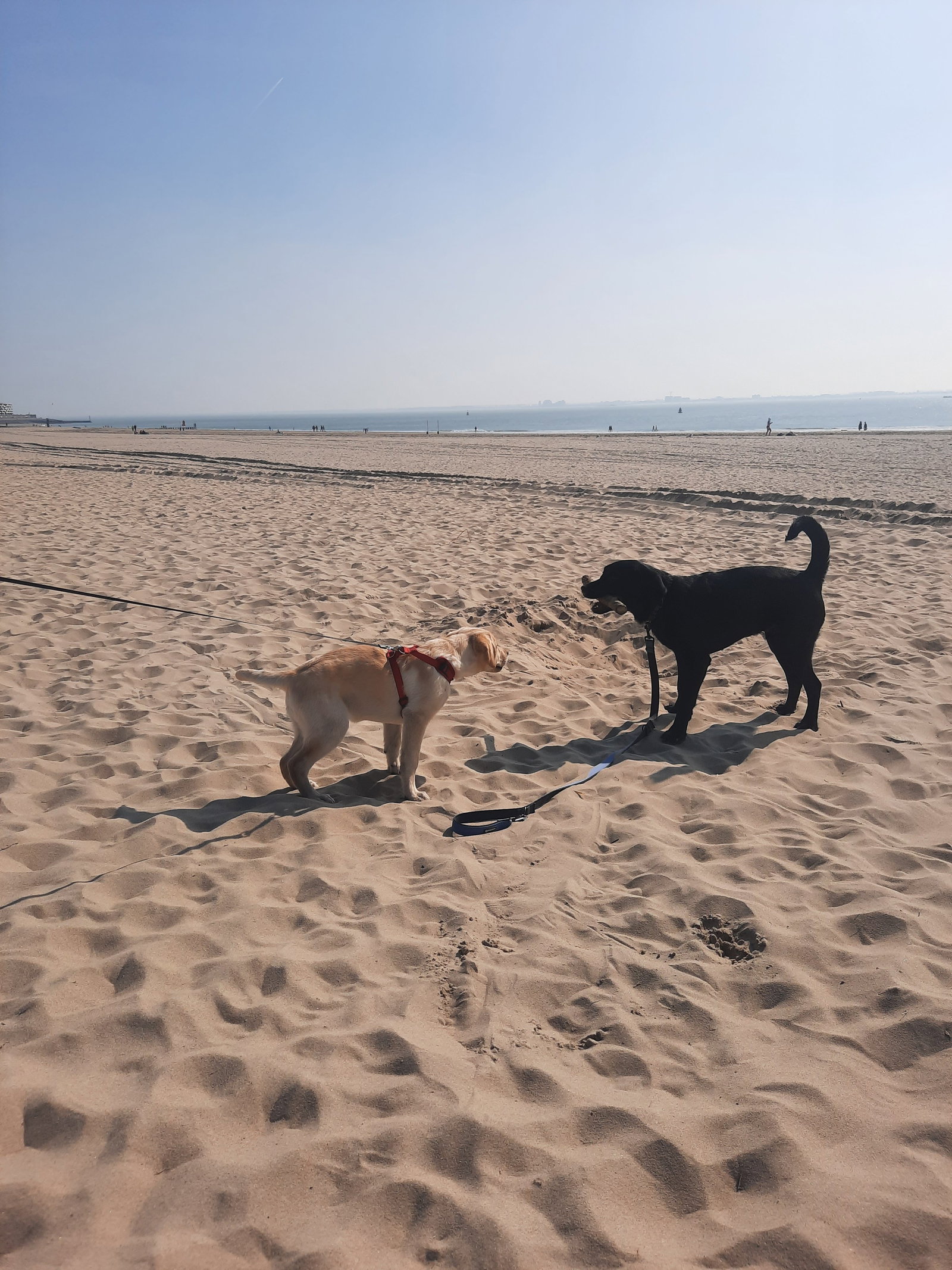 Nadia, pet sitter in Vlissingen, photo 1