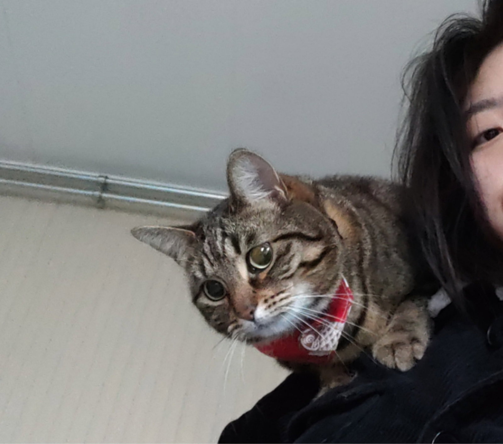 Han, pet sitter in Lelystad, photo 5
