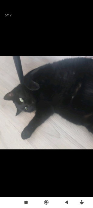 Esmeralda, pet sitter in Gouda, photo 5