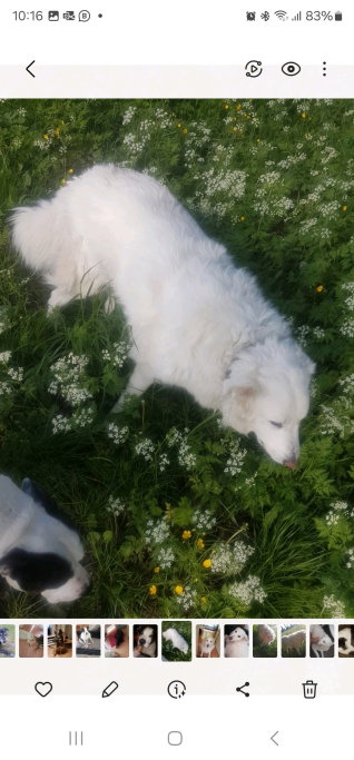 Daniella, pet sitter in Purmerend, photo 3