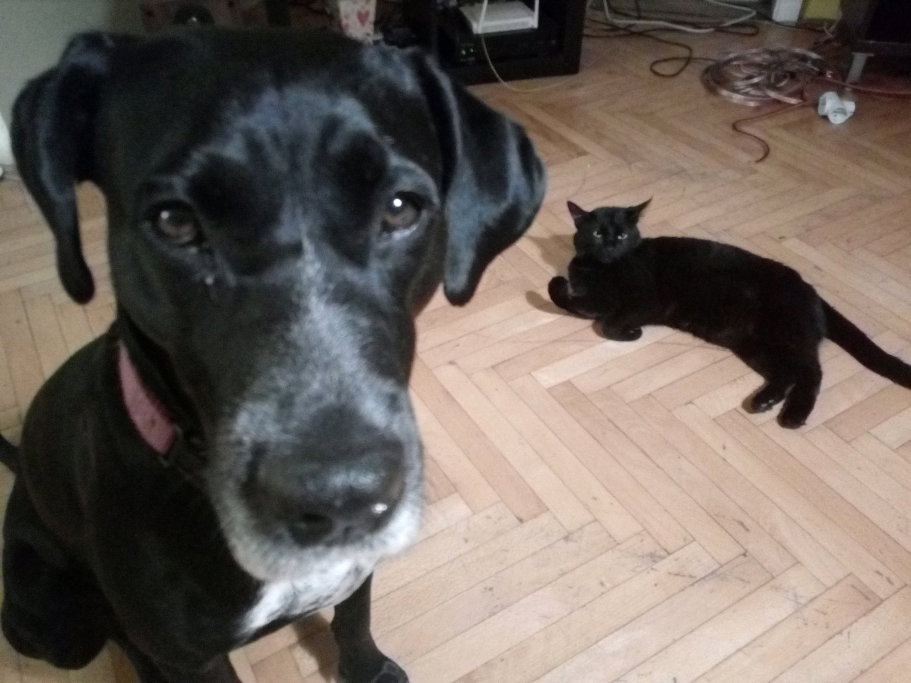 Dusica, pet sitter in Huissen, photo 4
