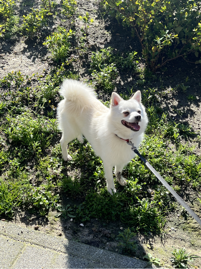 Gabriela, pet sitter in Rotterdam, photo 3