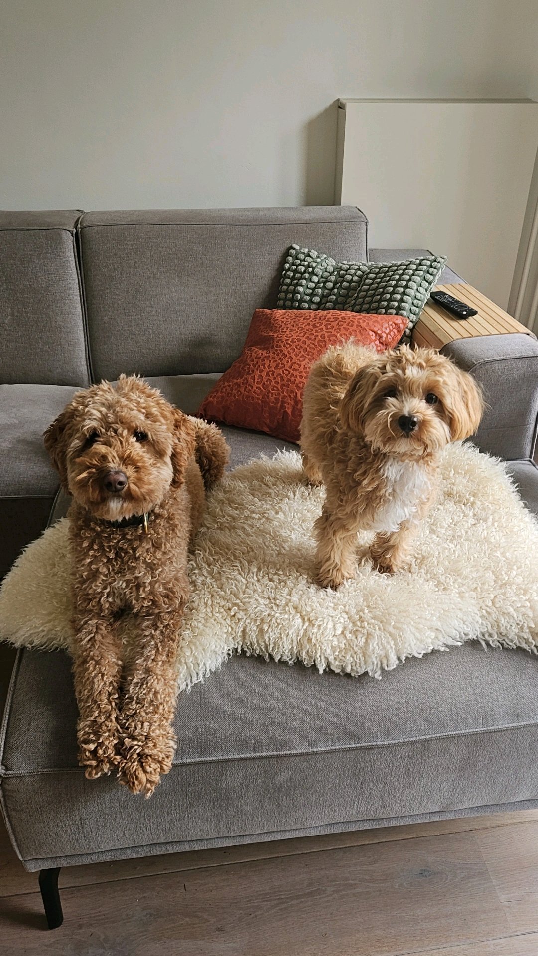 Anique, pet sitter in Arnhem, photo 5