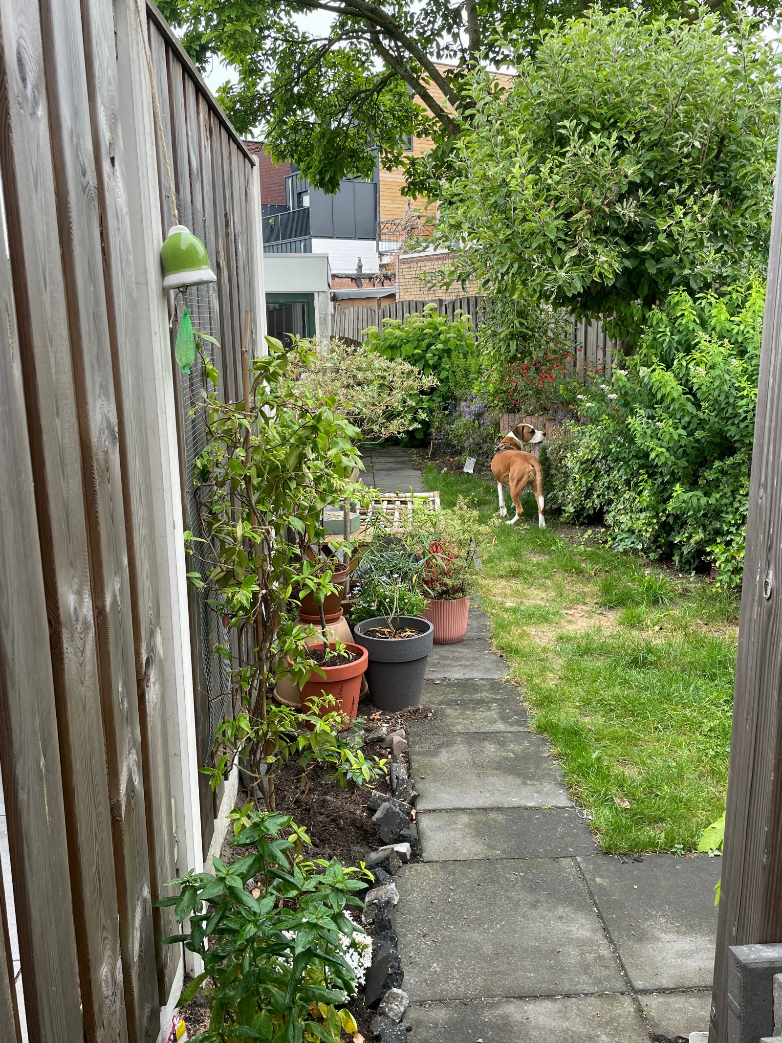 suzanne, pet sitter in Breda, photo 2