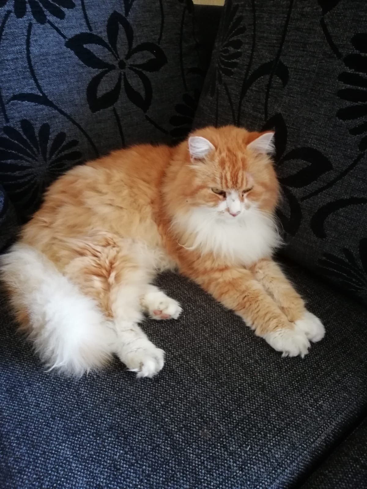 Margarita, pet sitter in Amsterdam, photo 4