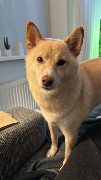 Kevin, dierenoppas in Den Helder, foto 1