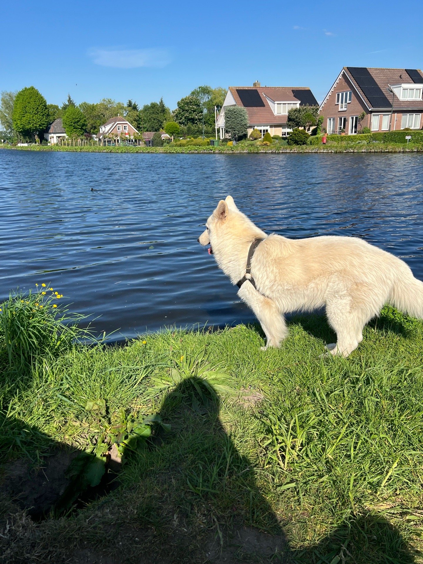 Noud, pet sitter in Leidschendam, photo 2