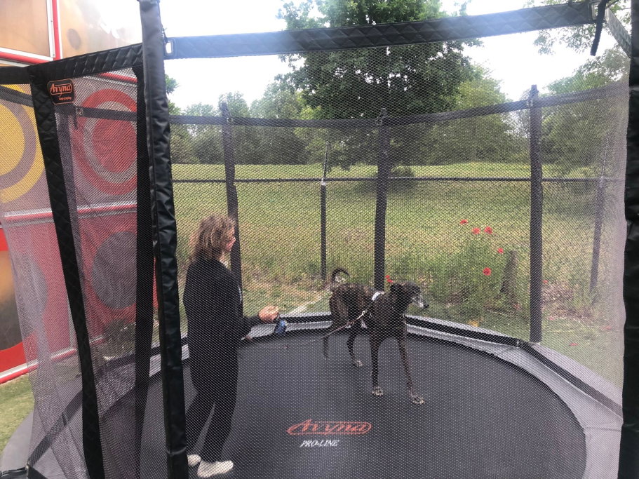 Arnoud, pet sitter in Haarlem, photo 5