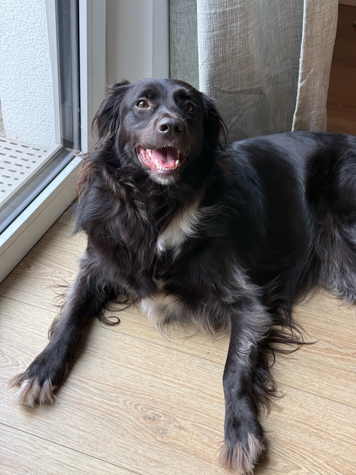 Stella Sophia, Tiersitter in Berlin, Foto 5