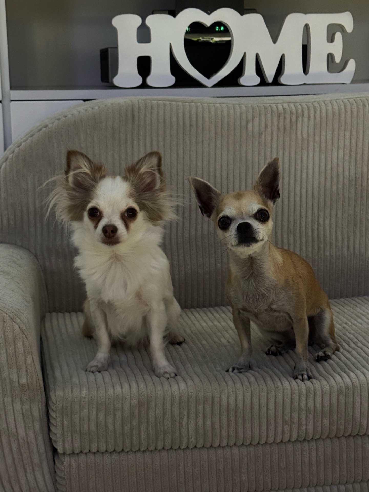 Mario, pet sitter in Wesseling, photo 3