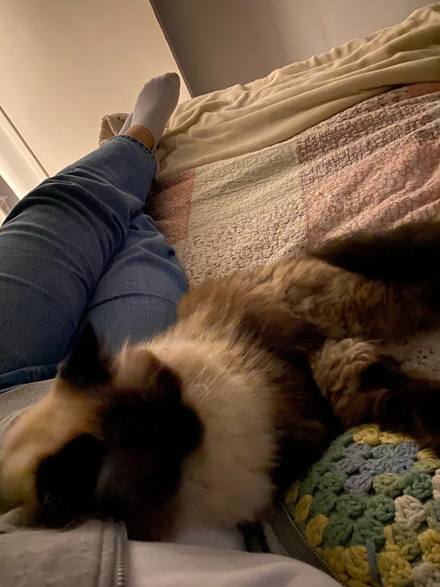 francisca, pet sitter in Rotterdam, photo 3