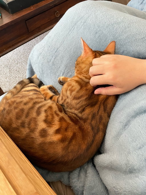Wenxi, pet sitter in Diemen, photo 5