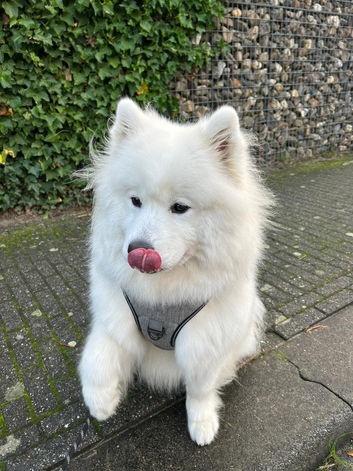 Bo, pet sitter in Tilburg, photo 2