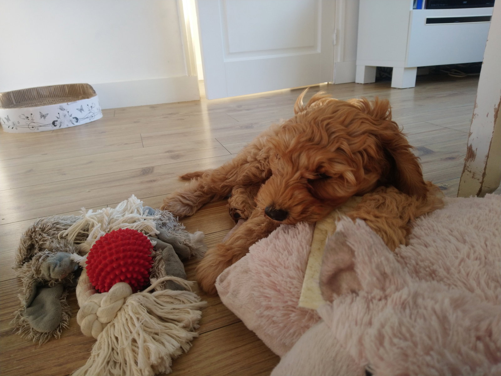 Lindsey, pet sitter in Assendelft, photo 2