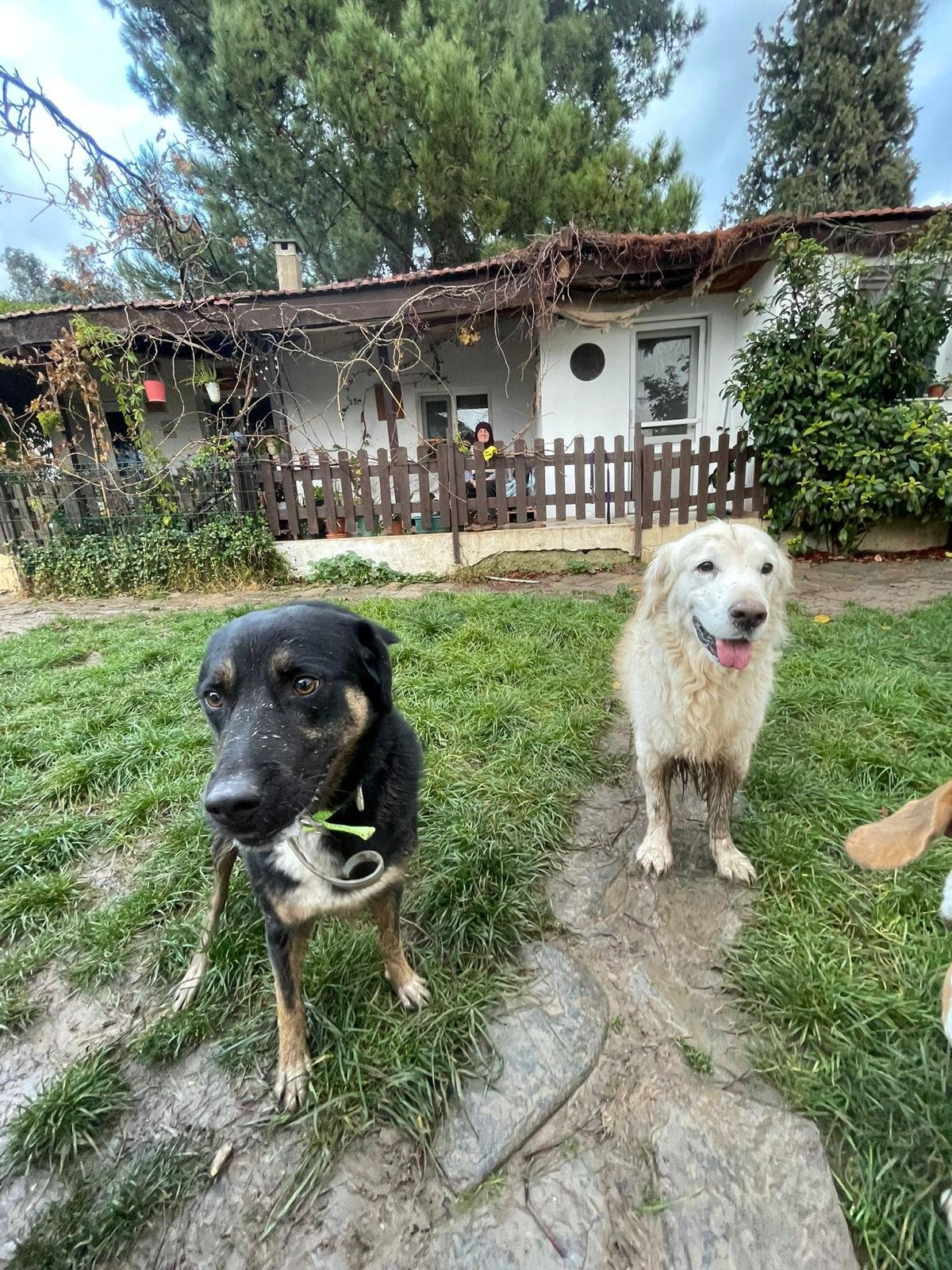 Oyku Su, pet sitter in Enschede, photo 3