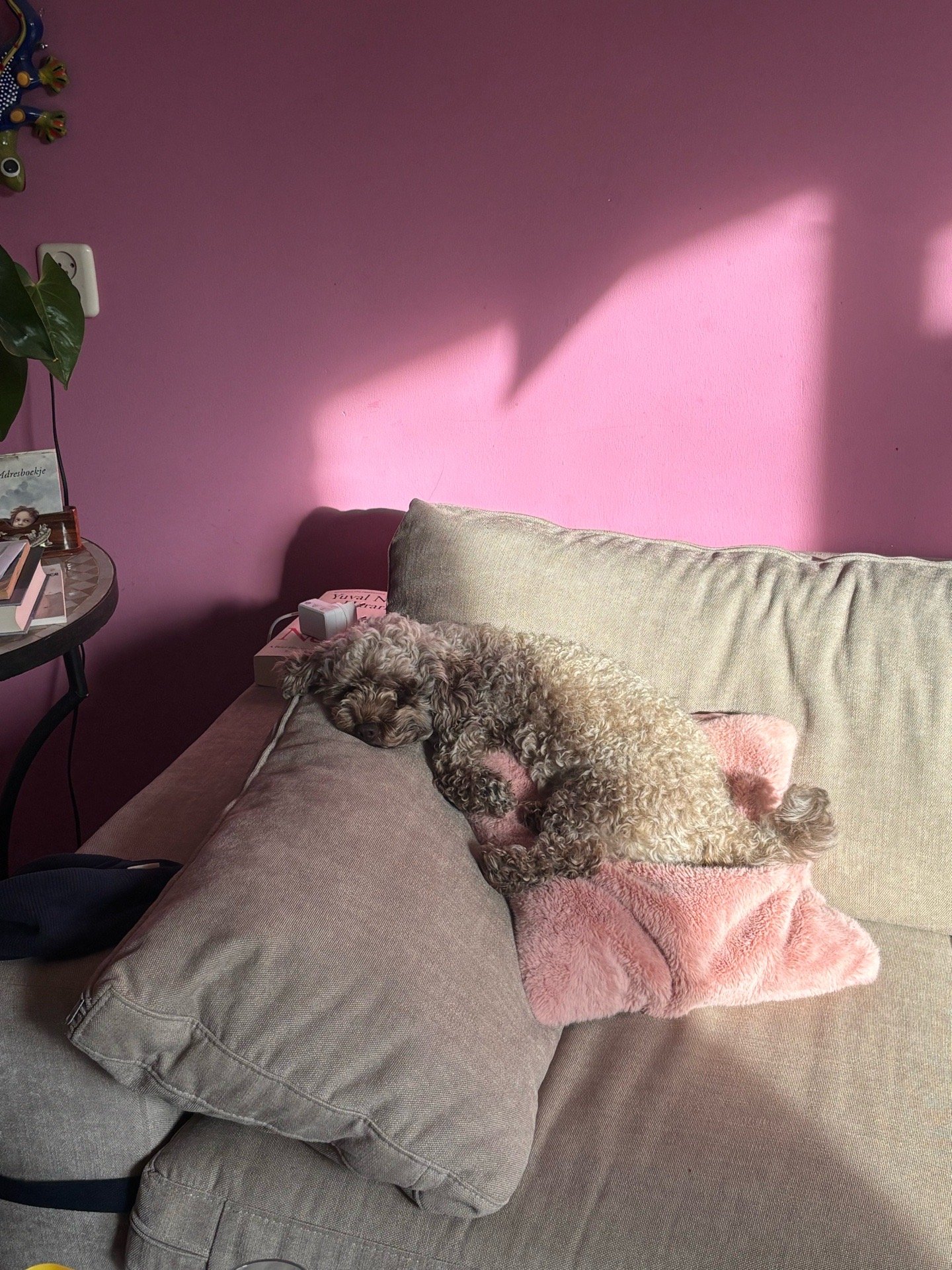 Melina, pet sitter in Wageningen, photo 1