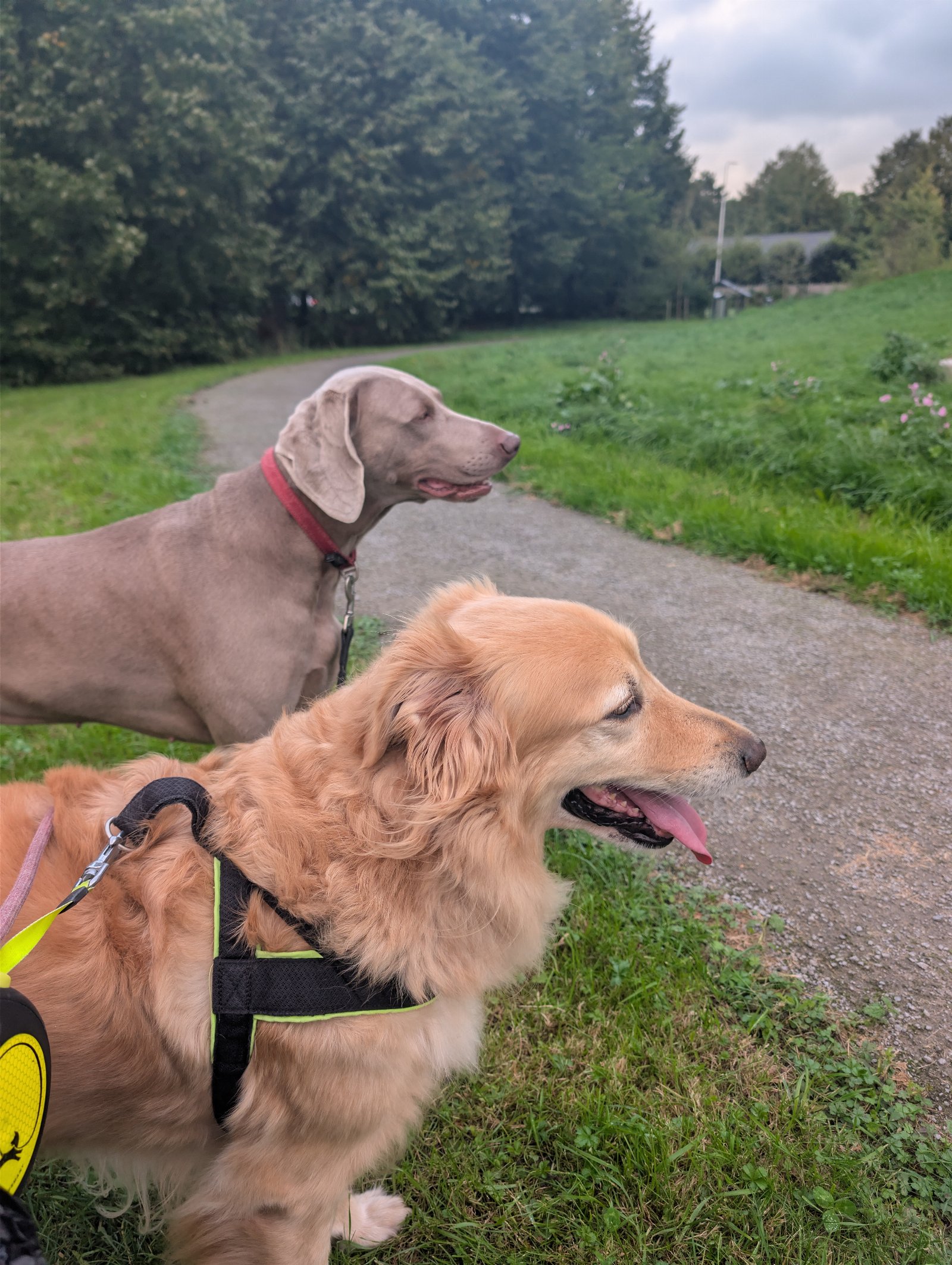 Danilo, pet sitter in Nieuwegein , photo 1