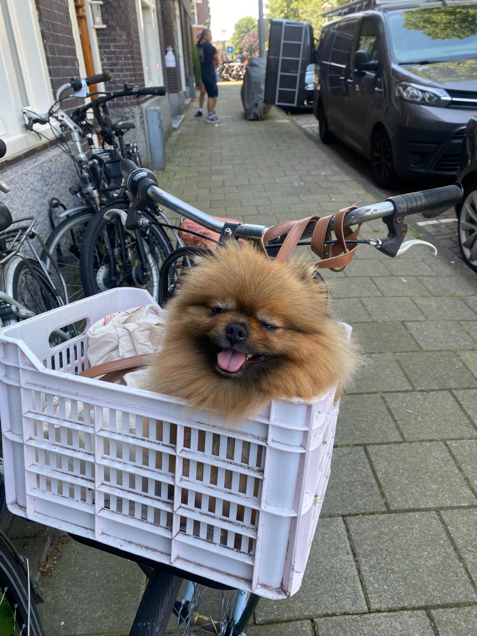 Cecilia, pet sitter in Amsterdam, photo 1