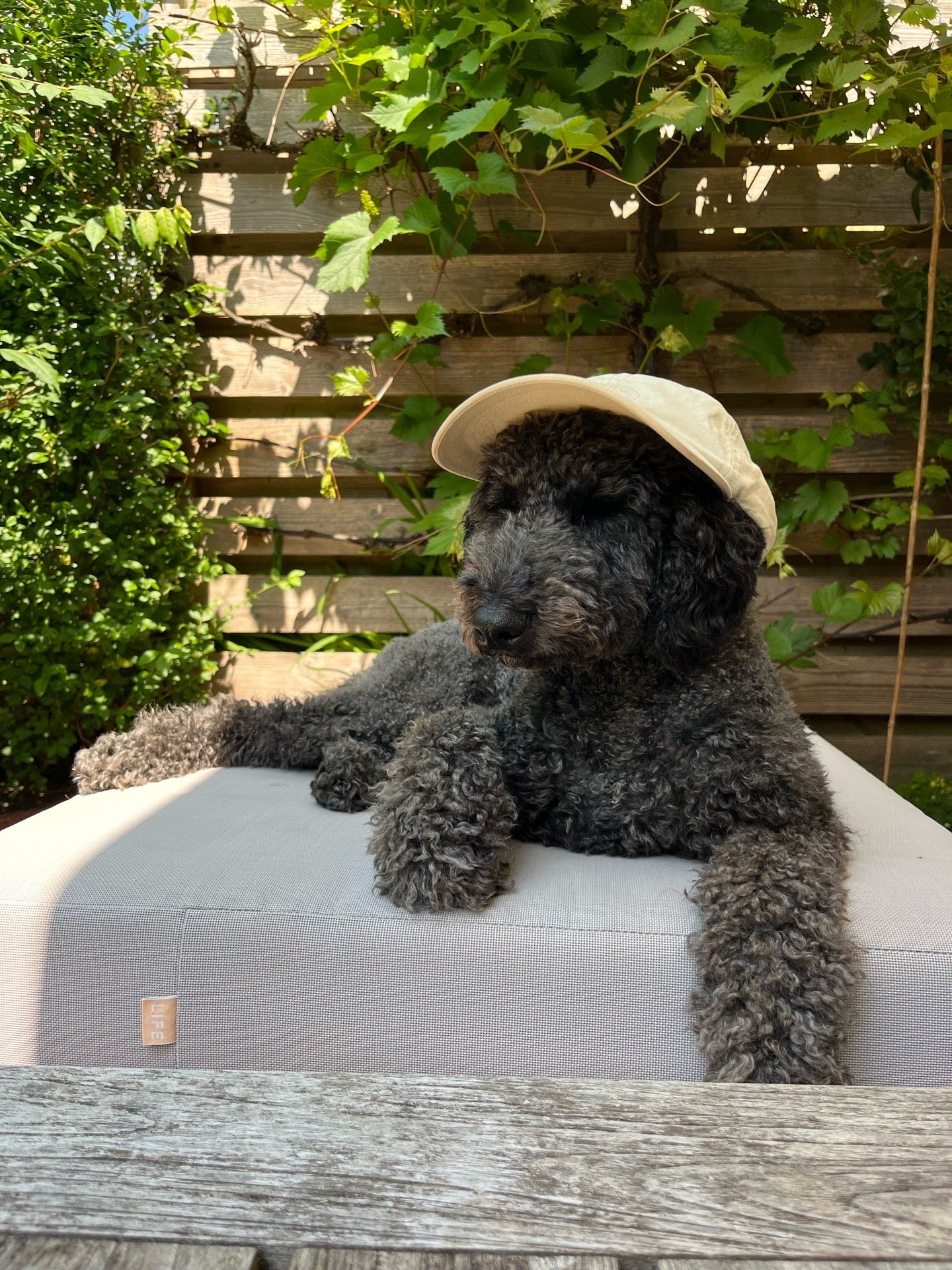 Laudy, pet sitter in Utrecht, photo 2