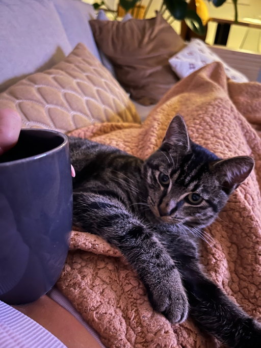 lotje, pet sitter in Amsterdam, photo 5