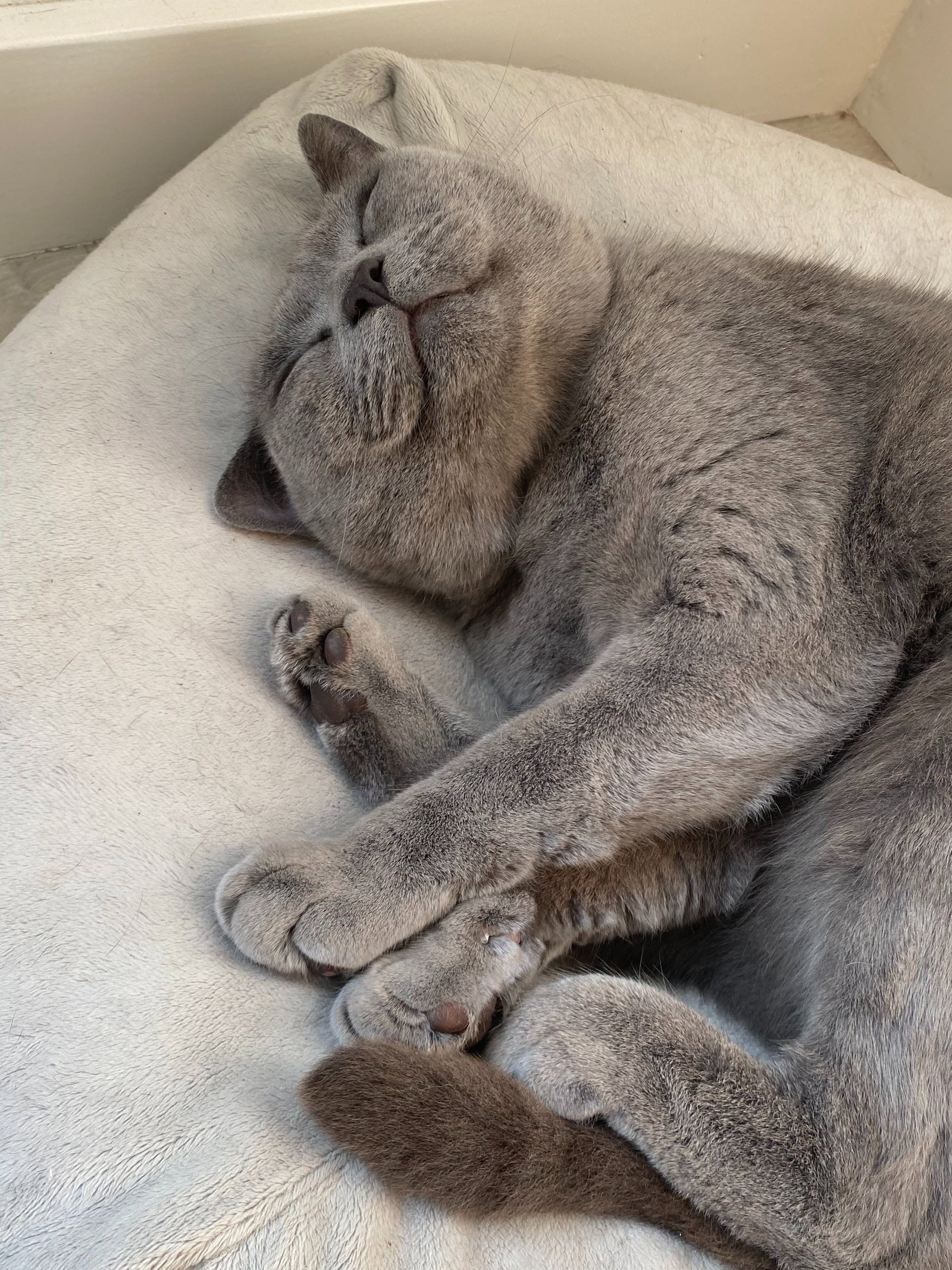 Yuni, pet sitter in Voorburg, photo 2