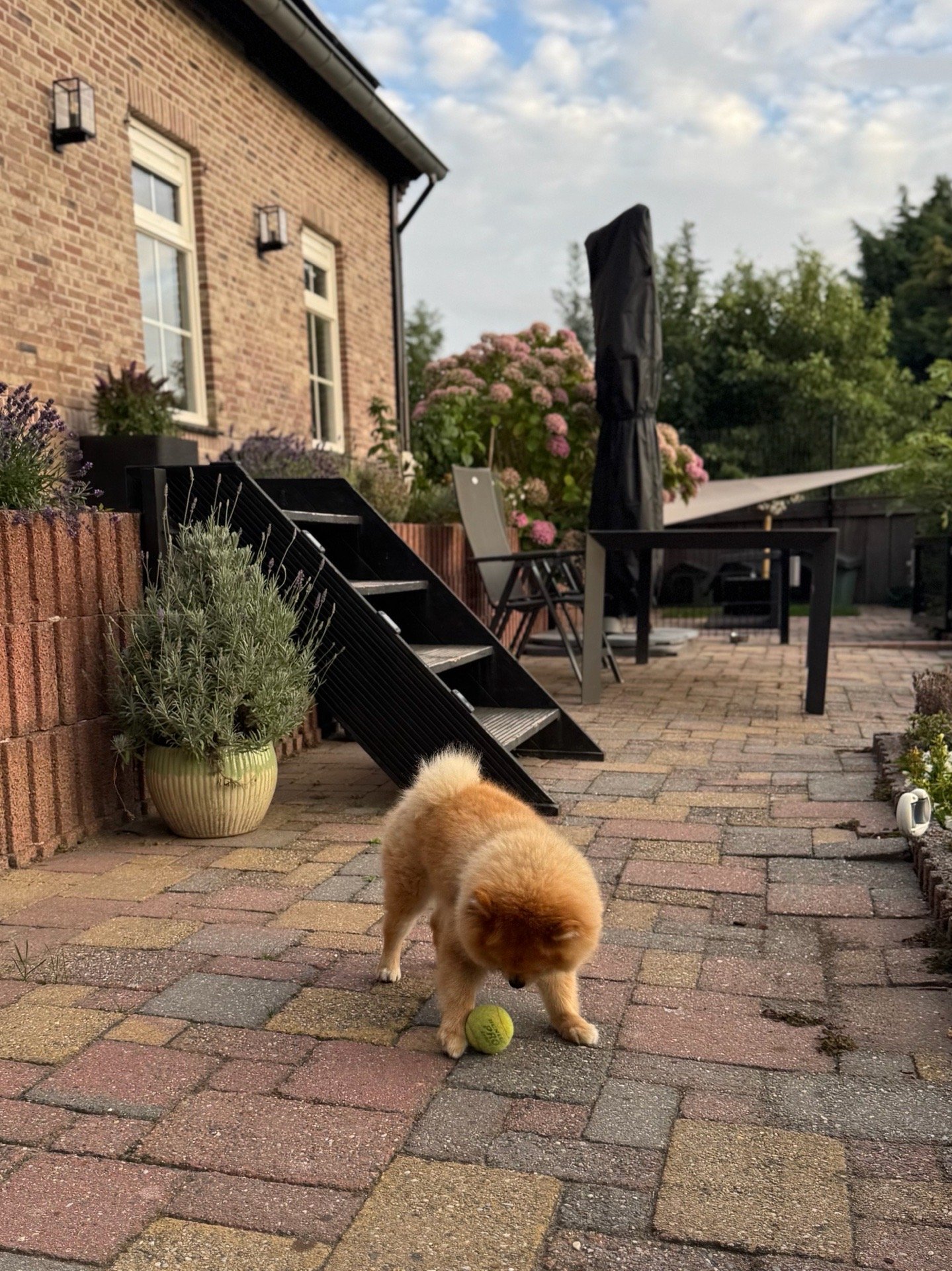 Nicole, pet sitter in Oudenhoorn, photo 2