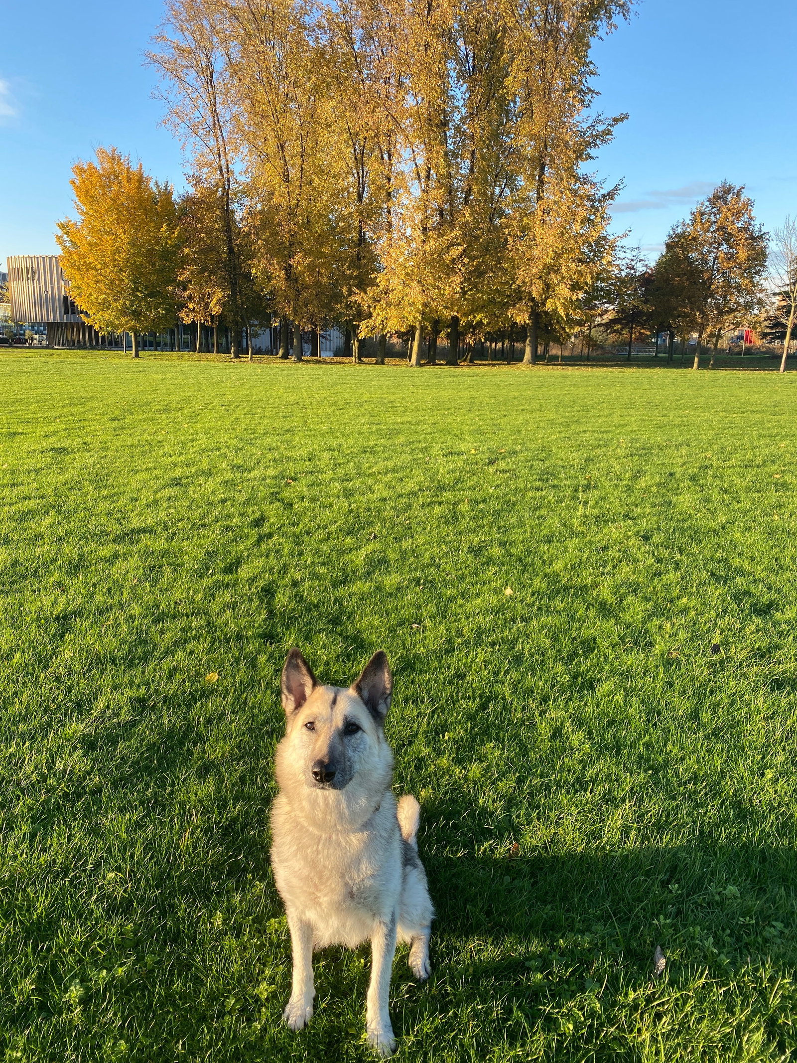 Bella, pet sitter in Amsterdam, photo 1