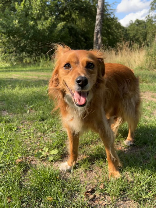 Jasmine, pet sitter in Amsterdam, photo 4