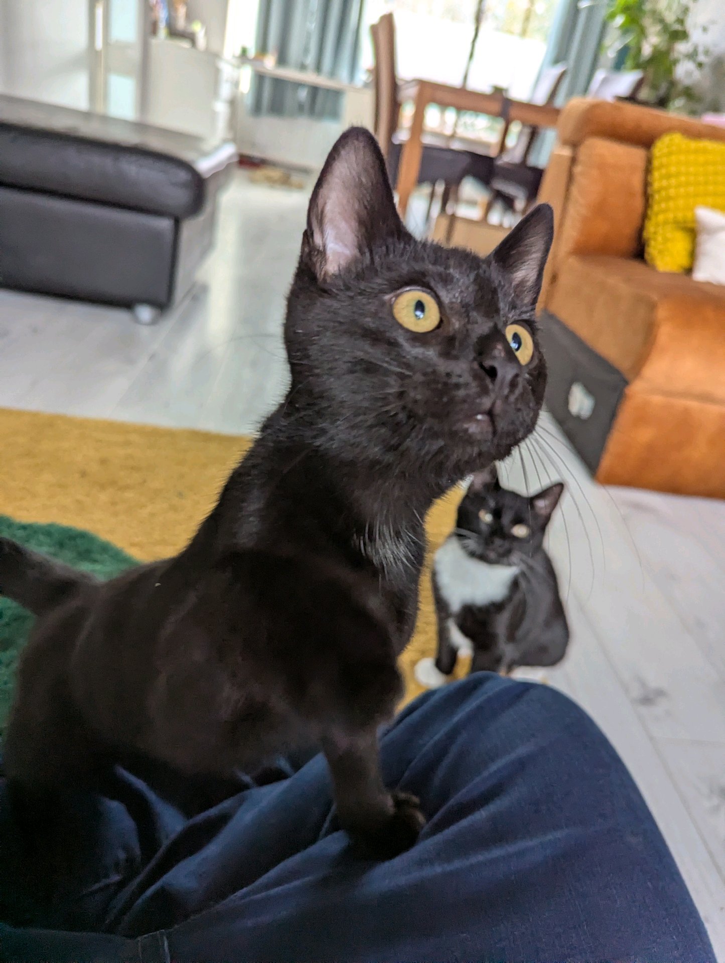 Luciano, pet sitter in Rotterdam, photo 1