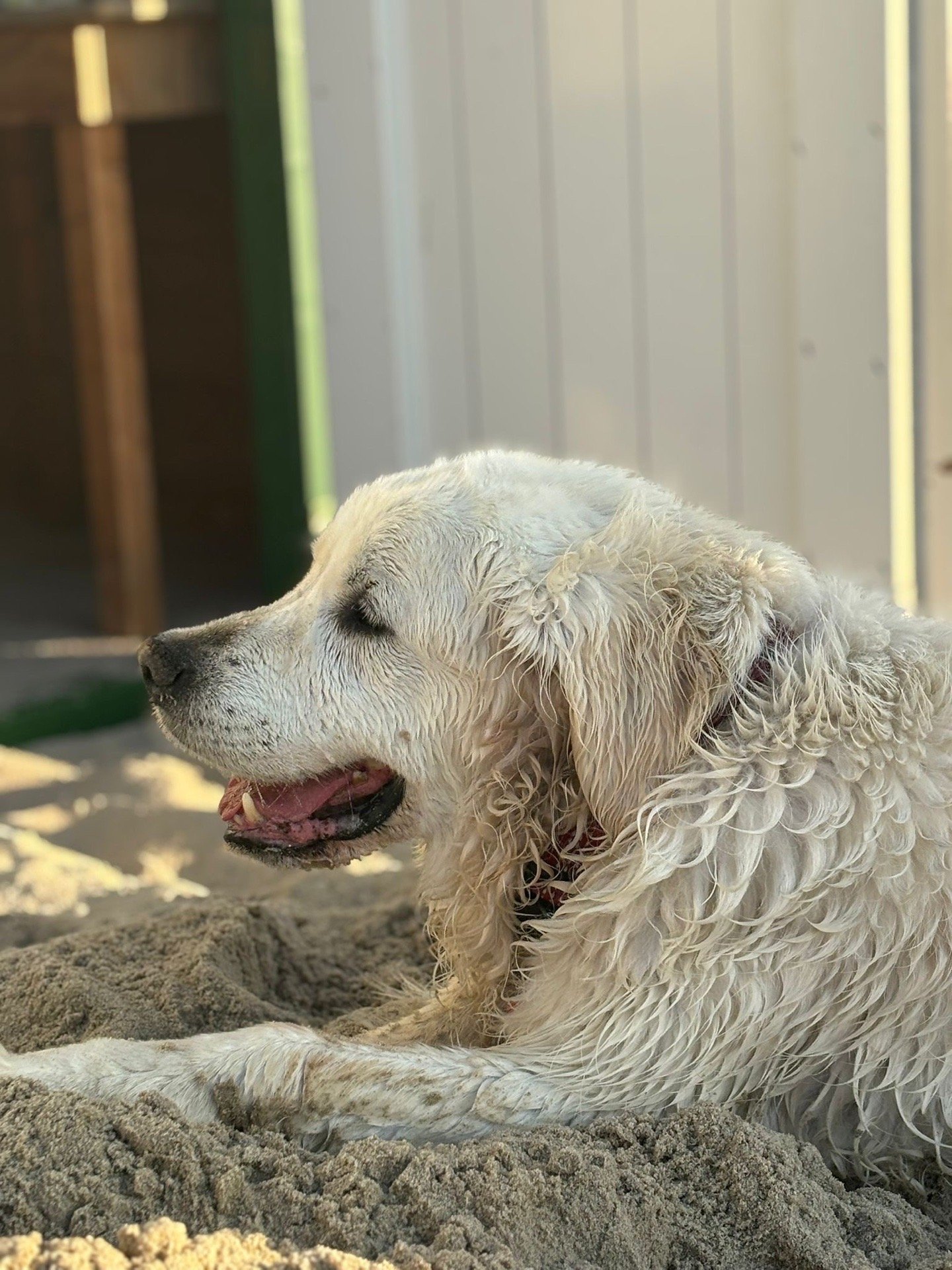 Derk, pet sitter in Middelburg, photo 5