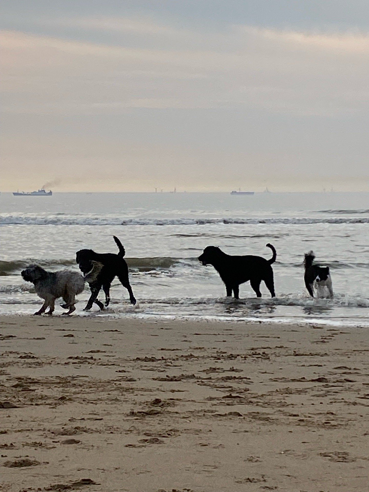 Ju&Immy, pet sitter in Wassenaar, photo 1