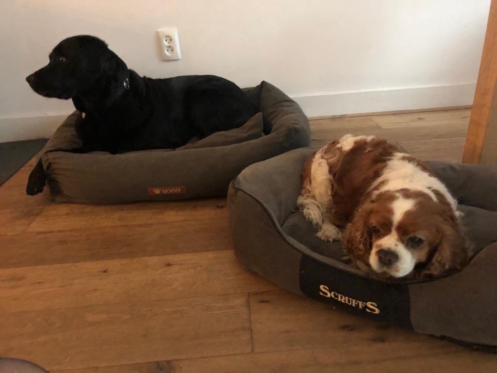 Adri, pet sitter in Groningen , photo 1