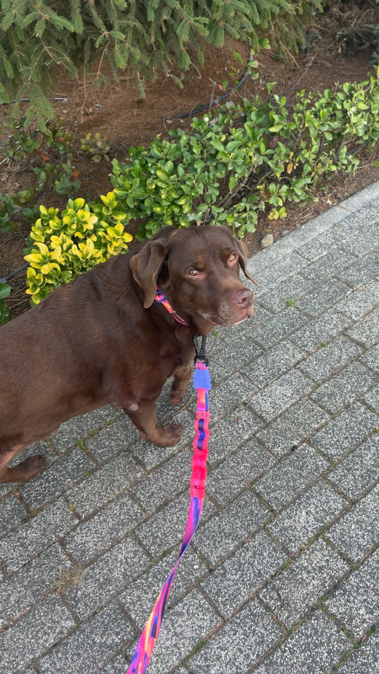 Zeynep, dierenoppas in Rotterdam, foto 1