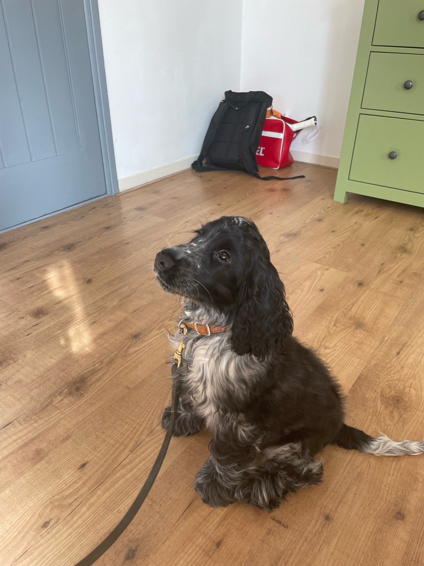 Arenda, pet sitter in Leimuiden, photo 2