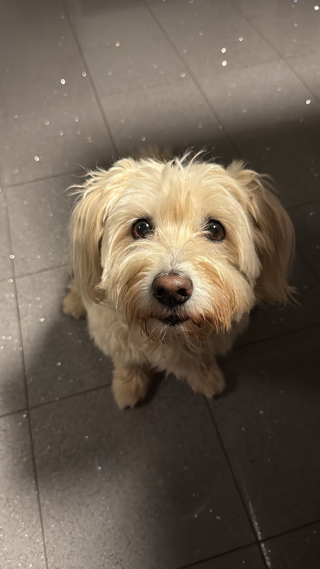 Isabella, pet sitter in Nijmegen, photo 3