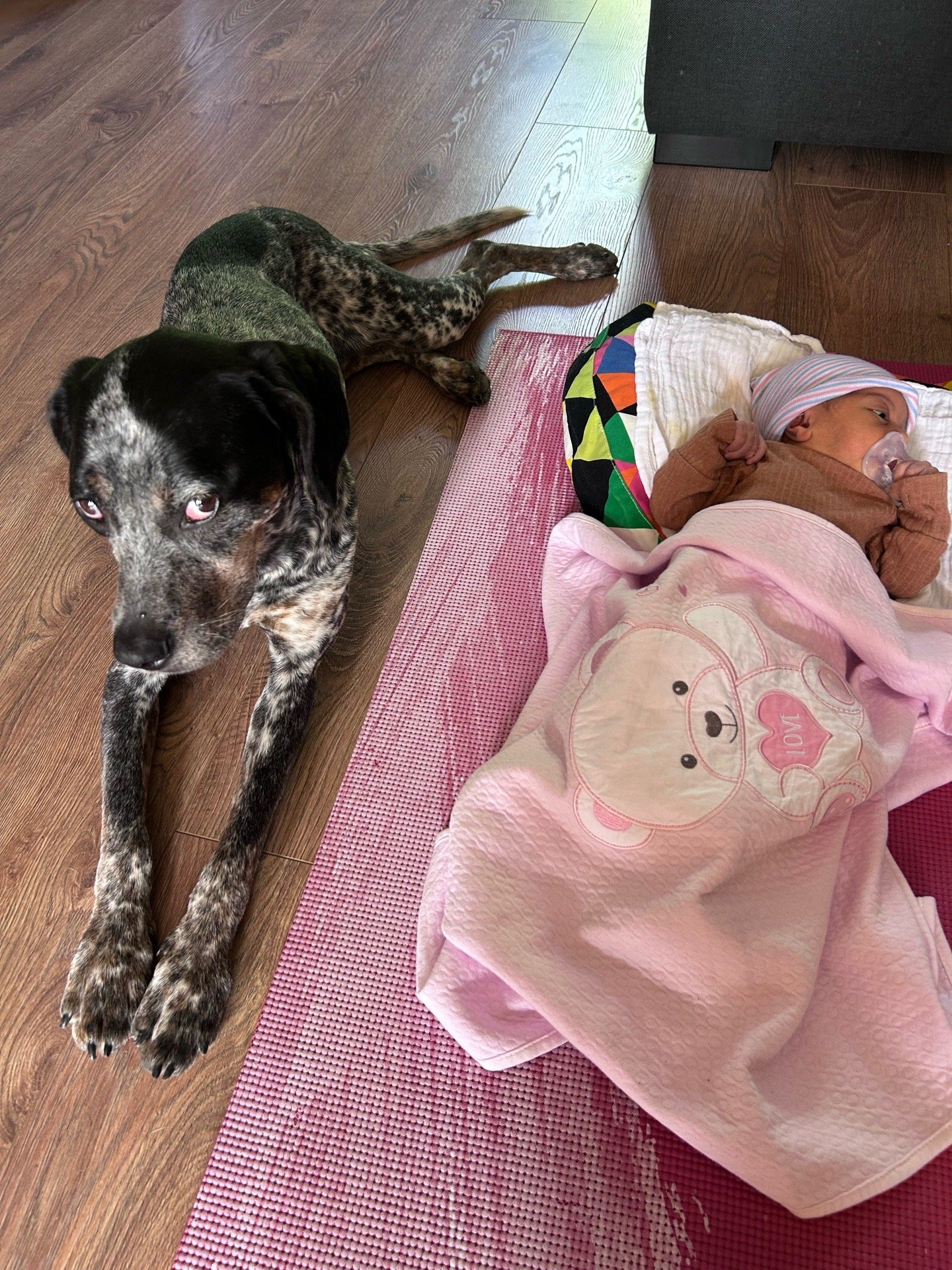 Alice, pet sitter in Utrecht, photo 3
