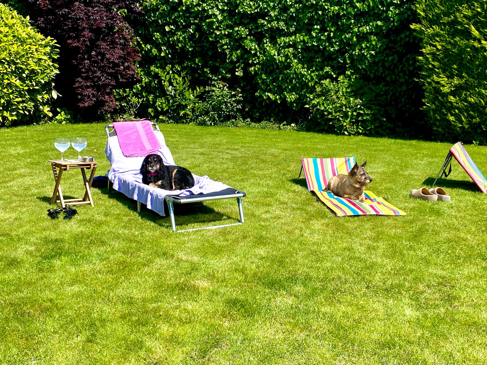 Alexandra, pet-sitter à Antwerpen, photo 1