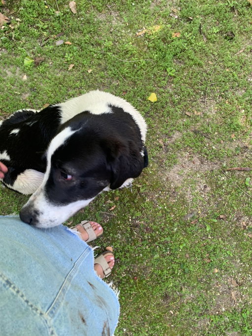 Maria, pet sitter in Amsterdam, photo 3