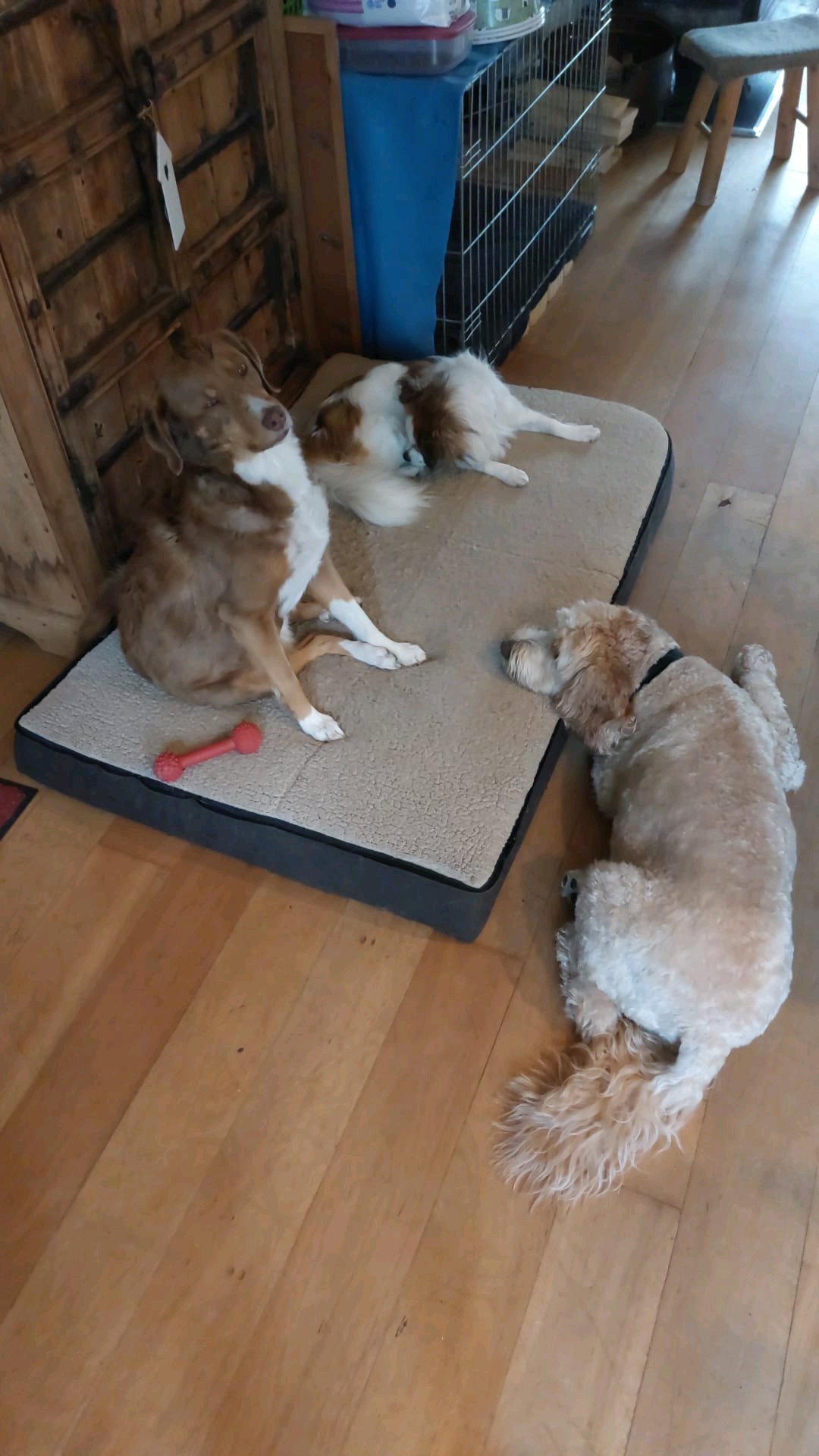Yoreen, pet sitter in Julianadorp, photo 1
