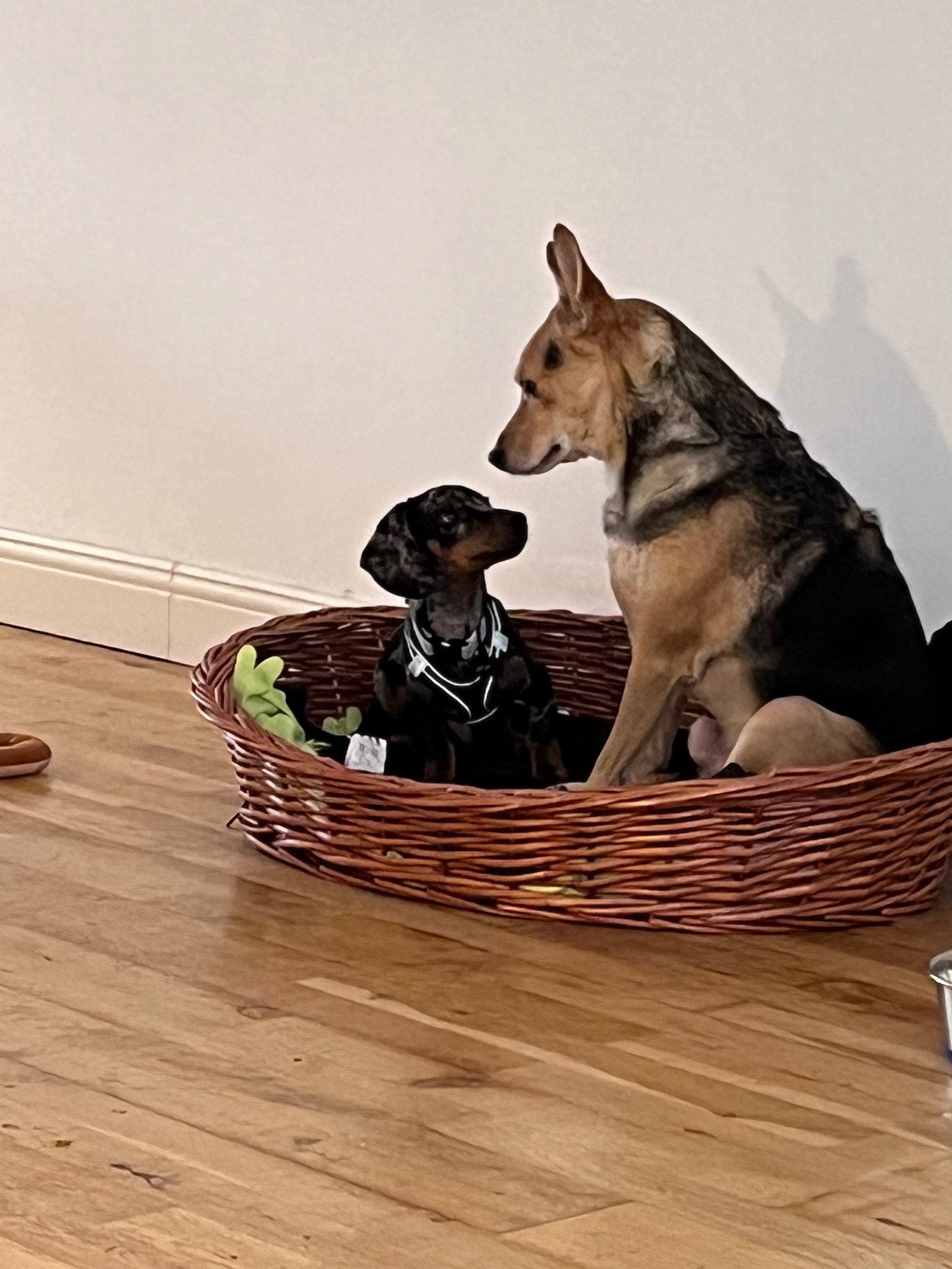 Alba, pet sitter in Rotterdam, photo 5