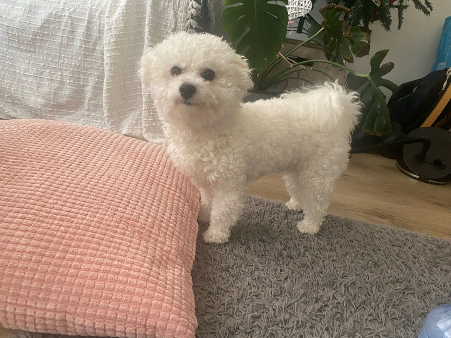 Myat Noe, pet sitter in Leiden, photo 3