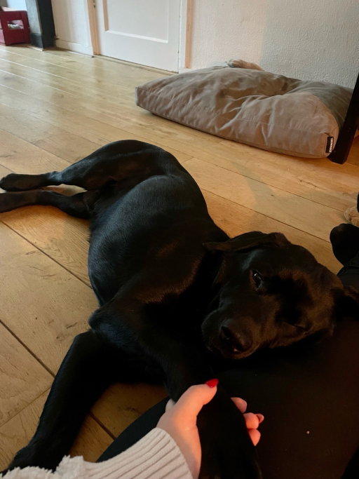 Jane, pet sitter in Den Haag, photo 4