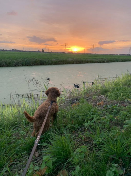 Romy, pet sitter in Krimpen aan den IJssel, photo 5