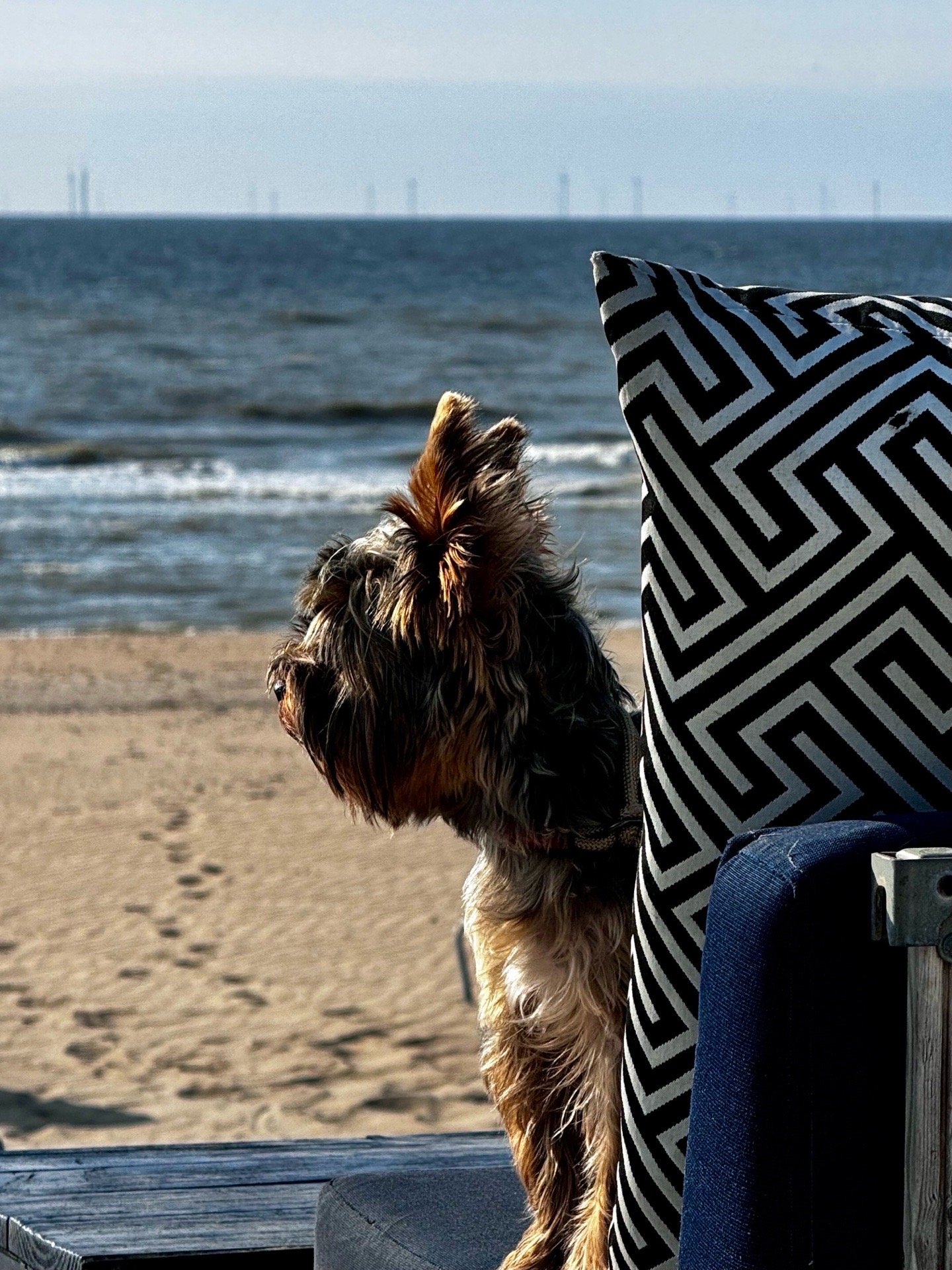 Ju&Immy, pet sitter in Wassenaar, photo 3