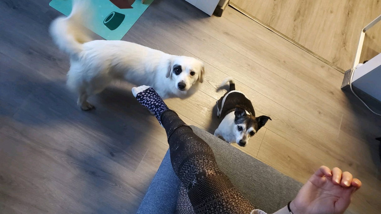 Wendy, pet sitter in Rotterdam, photo 1