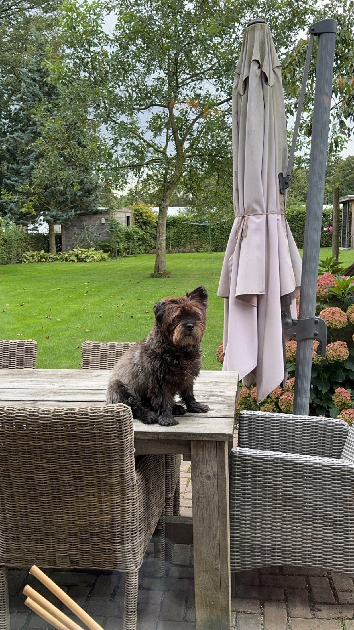 Karlijn, pet sitter in Melderslo, photo 3