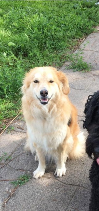 Colette, pet sitter in Woerden, photo 2